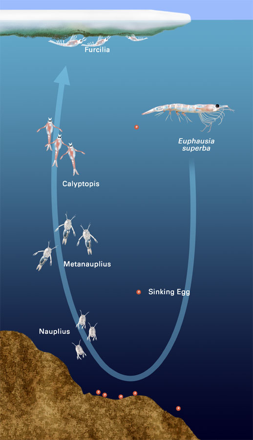 Krill Life Cycle