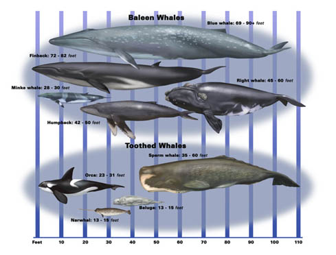 All The Whales