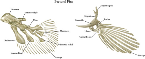 Fish Anatomy Fins