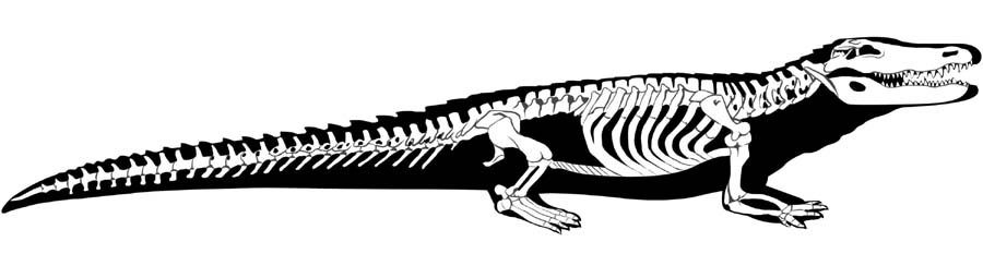 Alligator silhouette showing skeleton by Karen Carr