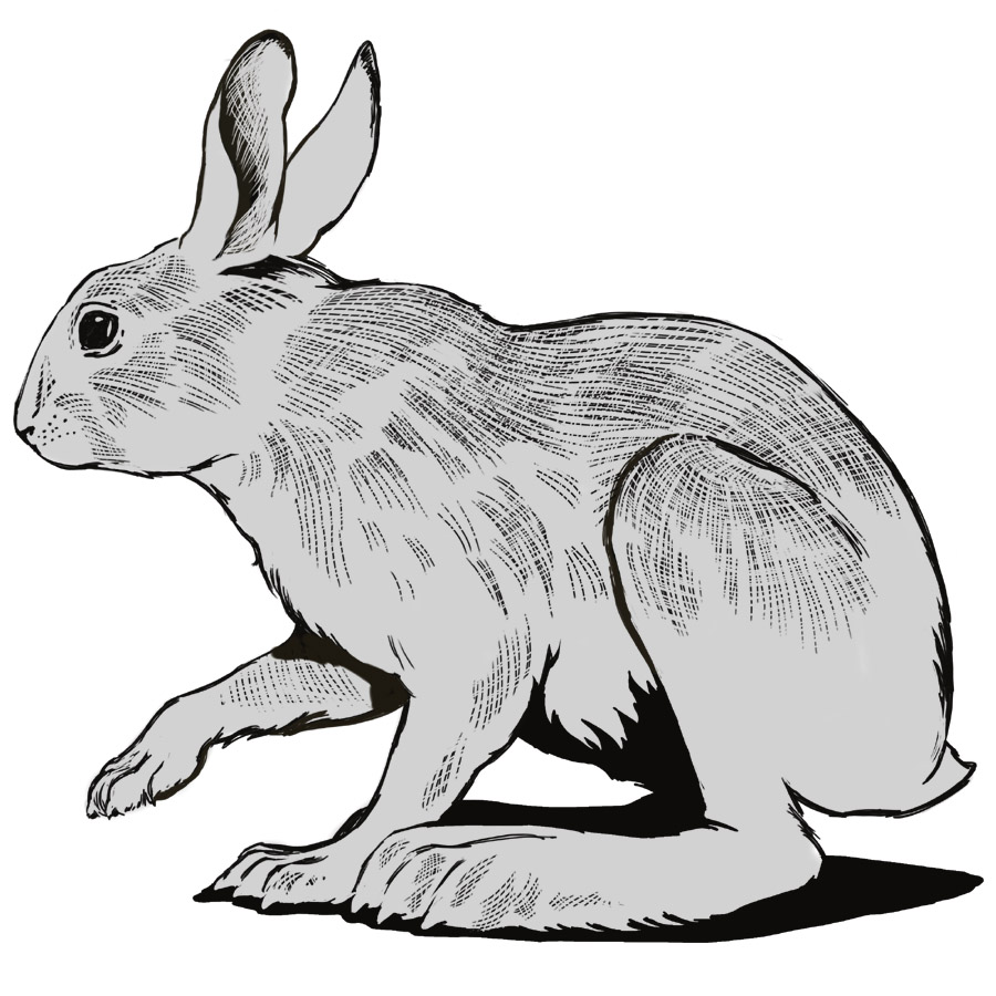Snowshoe Hare by Karen Carr
