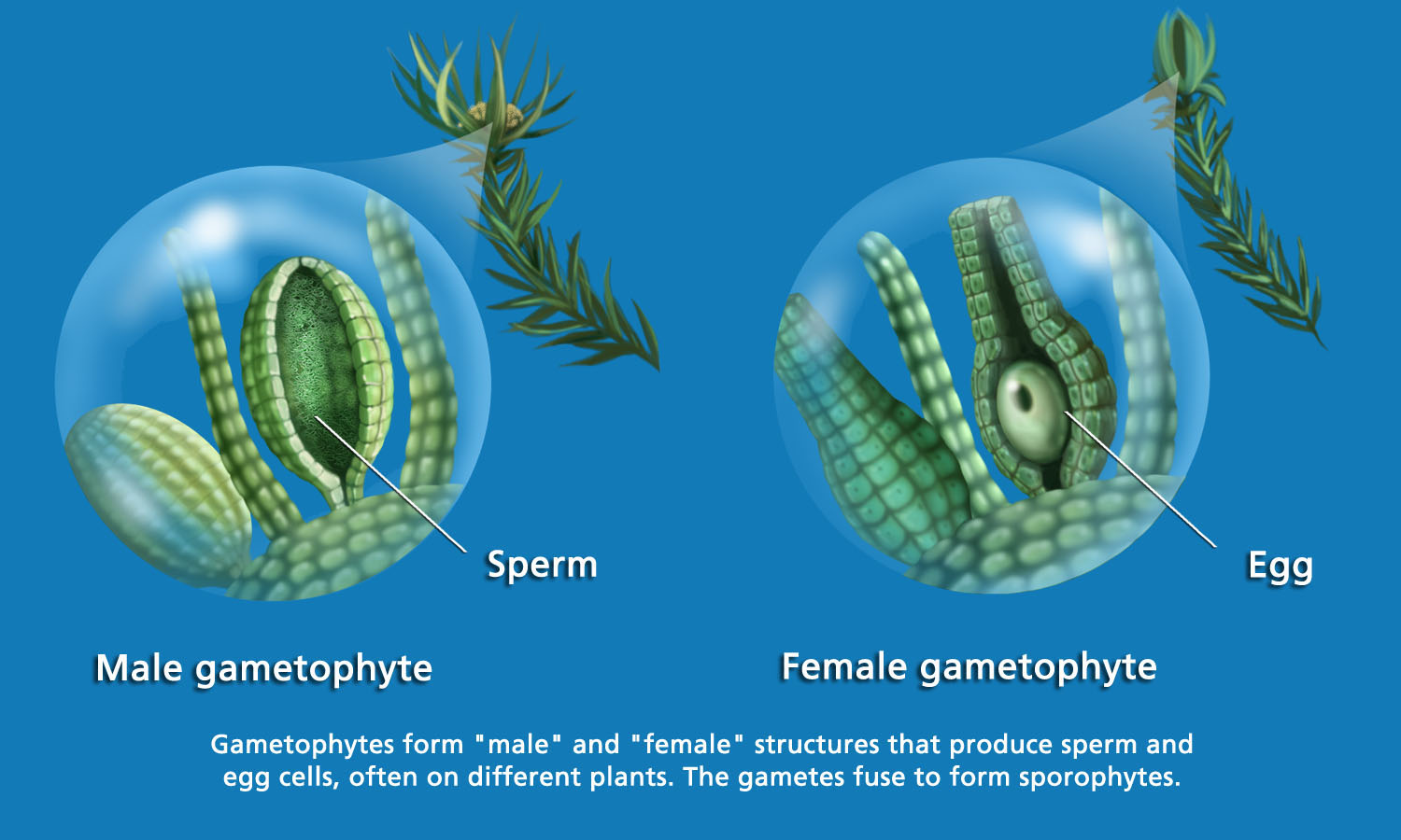 Fern male and female gametophyte by Karen Carr