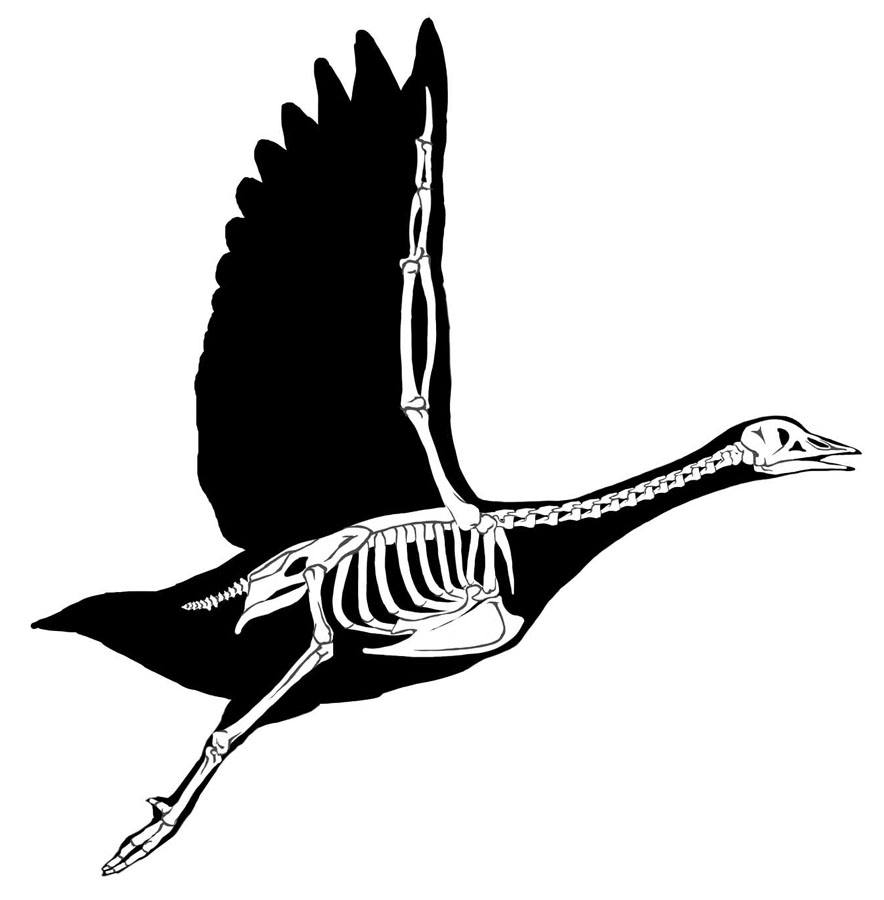 Goose silhouette showing skeleton by Karen Carr