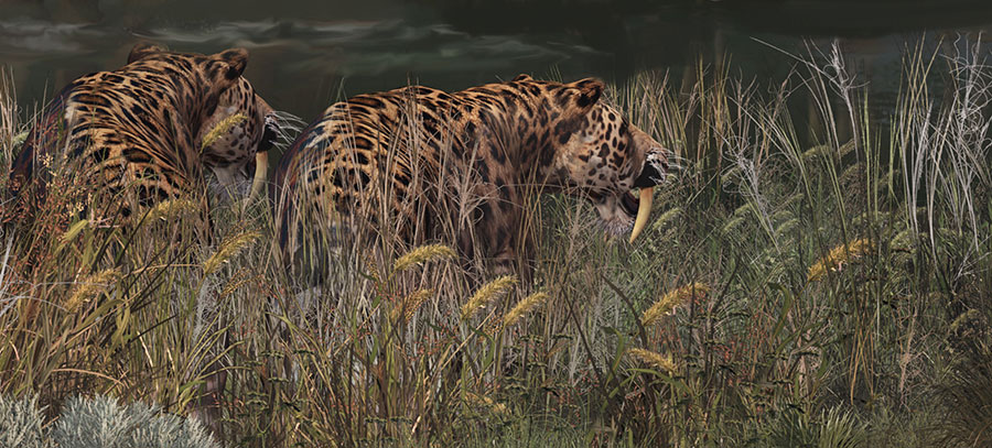 Smilodon detail, White Sands Pleistocene Environment by Karen Carr