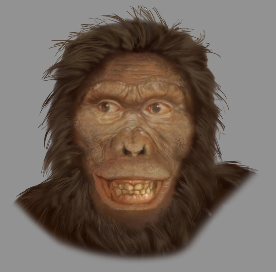 Australopithecus africanus by Karen Carr