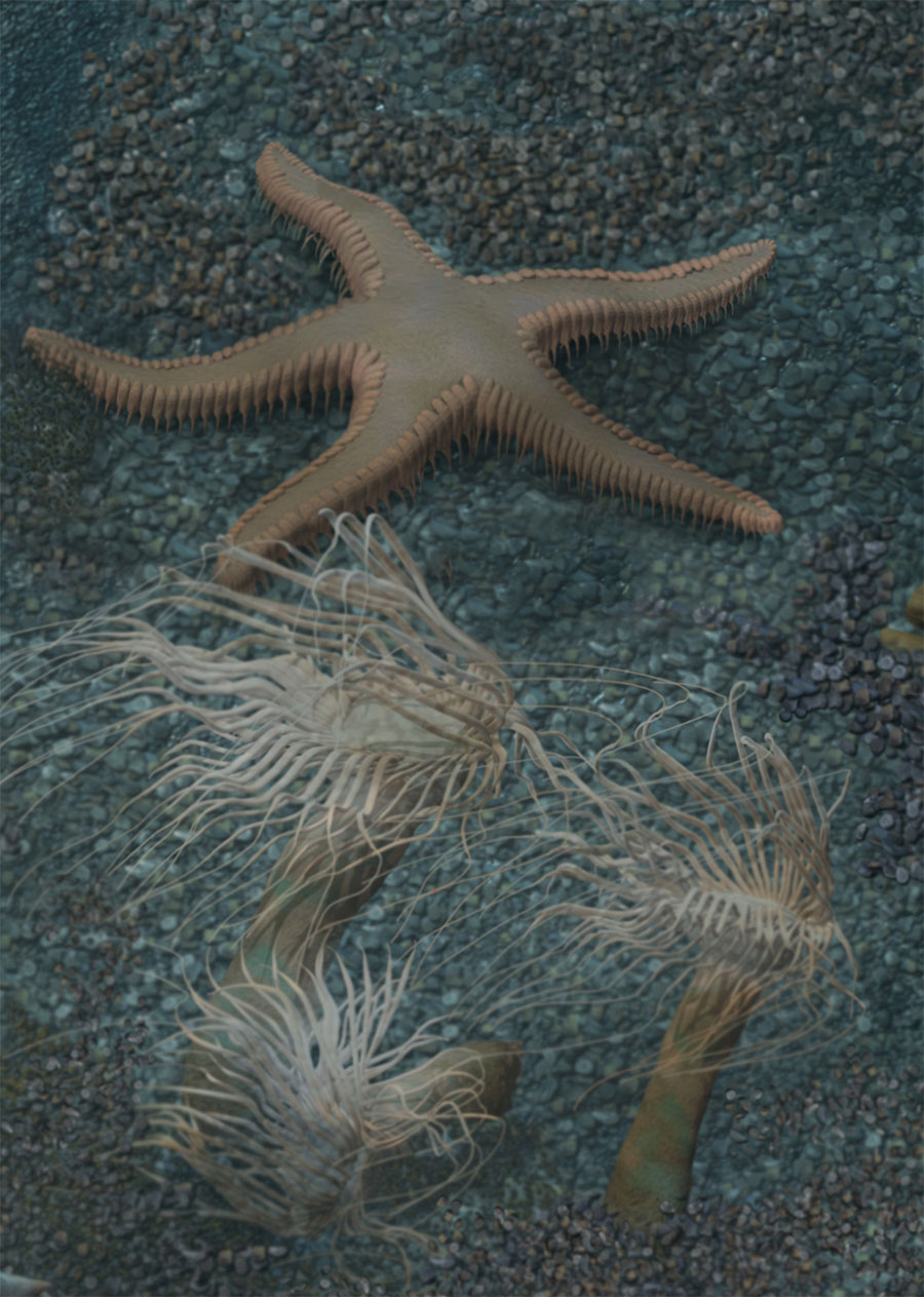 Rocky Reef Mural, anemone and starfish by Karen Carr