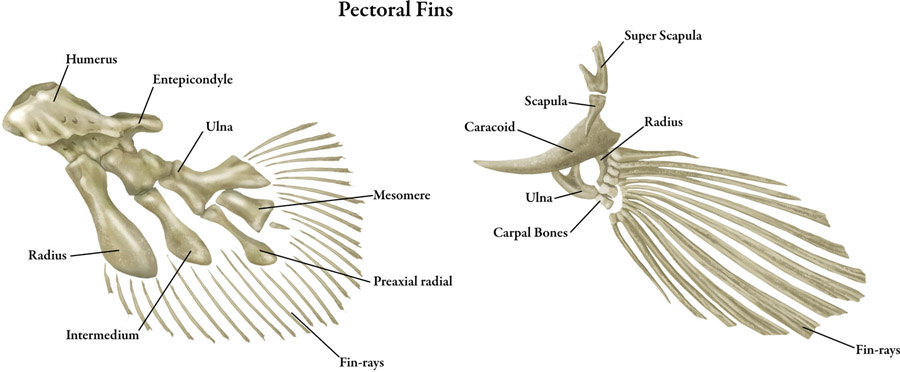 Lobe-finned and ray-finned anatomy by Karen Carr