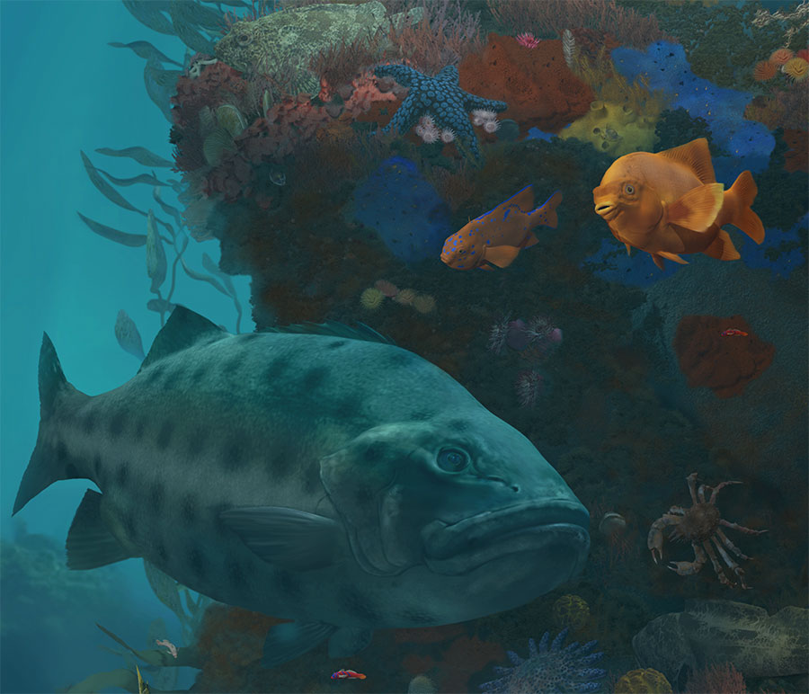 Rocky Reef Mural, giant sea bass detail by Karen Carr
