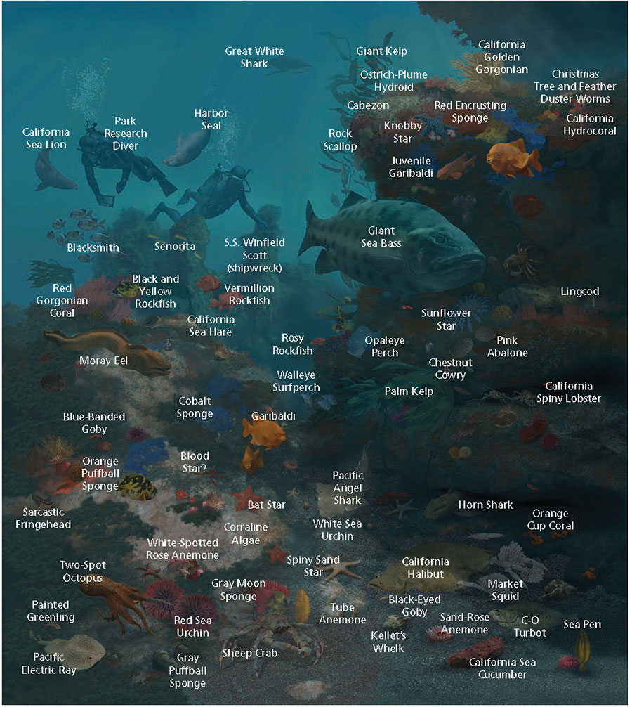 Rocky Reef Mural, species identification by Karen Carr