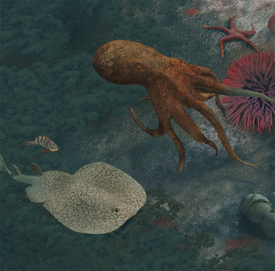 Rocky Reef Mural, two-spot octopus detail by Karen Carr