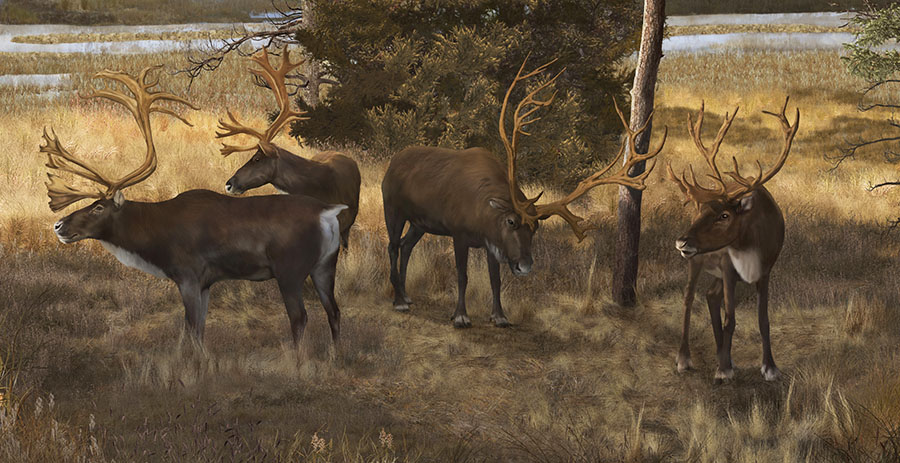 York County Pleistocene, caribou detail by Karen Carr