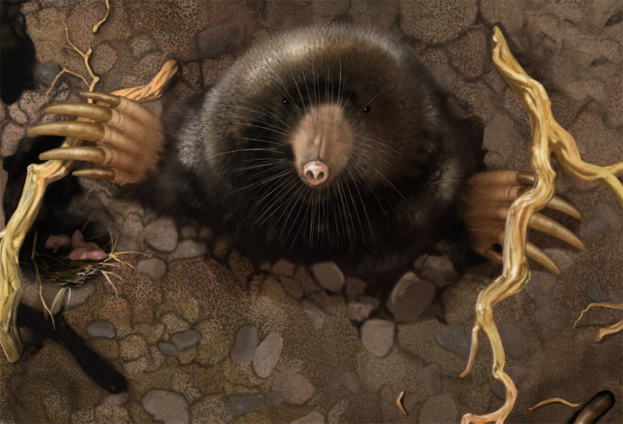 Audubon Insectarium Wall Three Mole Detail by Karen Carr