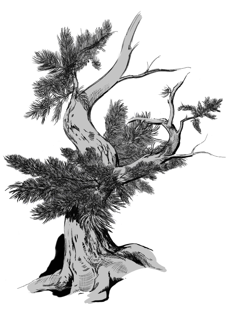 Krummholz tree growth by Karen Carr