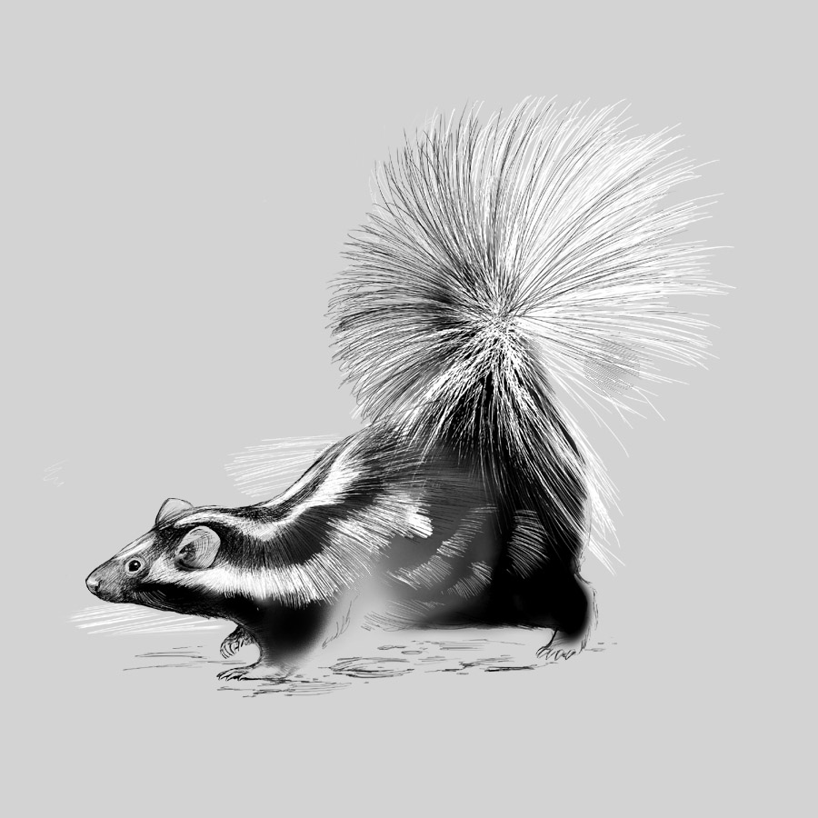Striped Skunk by Karen Carr