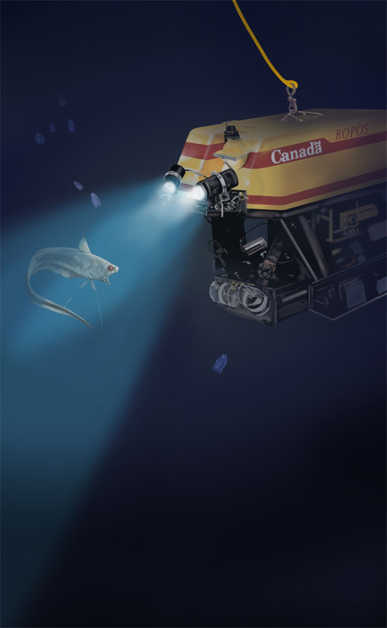 Deep-sea research by Karen Carr