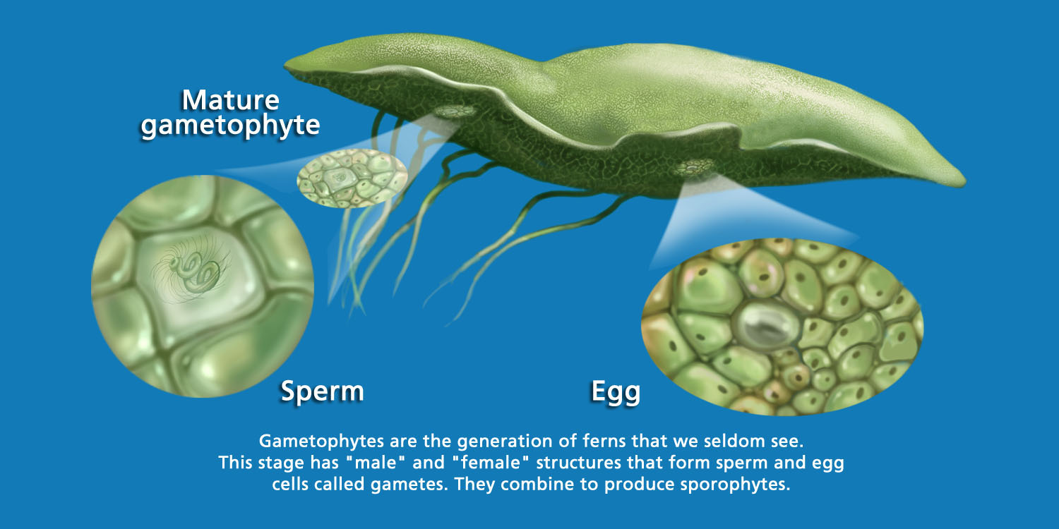 Fern gametophyte and sporophyte by Karen Carr