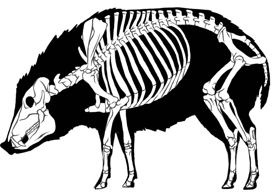 Prosthennops Xiphidonticis silhouette showing skeleton by Karen Carr