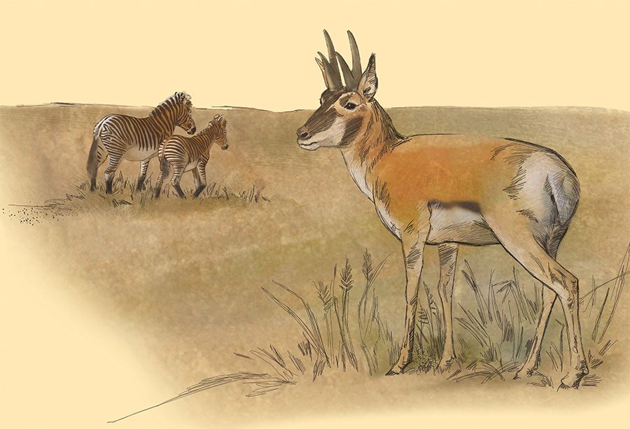 American Zebra and Pronghorn Antelope by Karen Carr