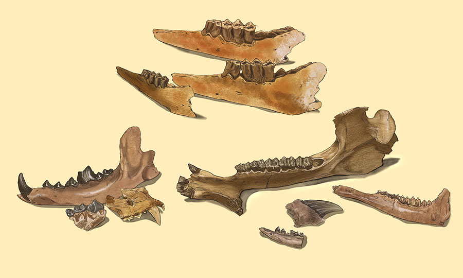 York County Fossils by Karen Carr