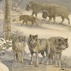 York County Dire Wolves