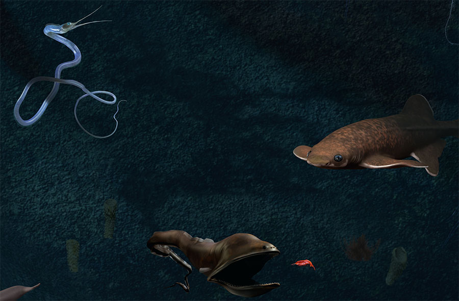 Deep-Sea Mural, gulper eel detail by Karen Carr