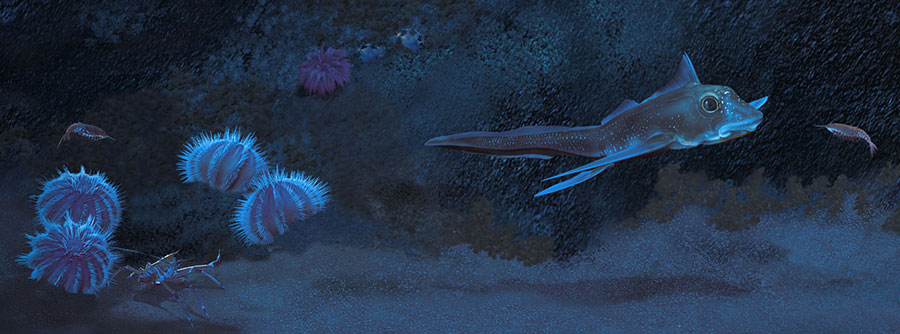 Deep-Sea Mural, ratfish detail by Karen Carr
