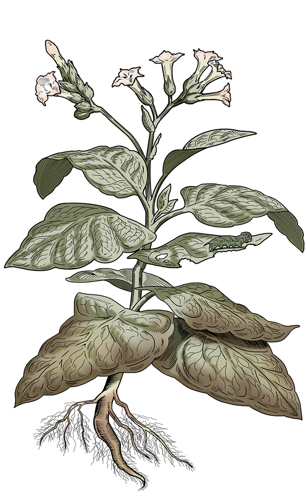 Tobacco Nicotiana tabacum by Karen Carr